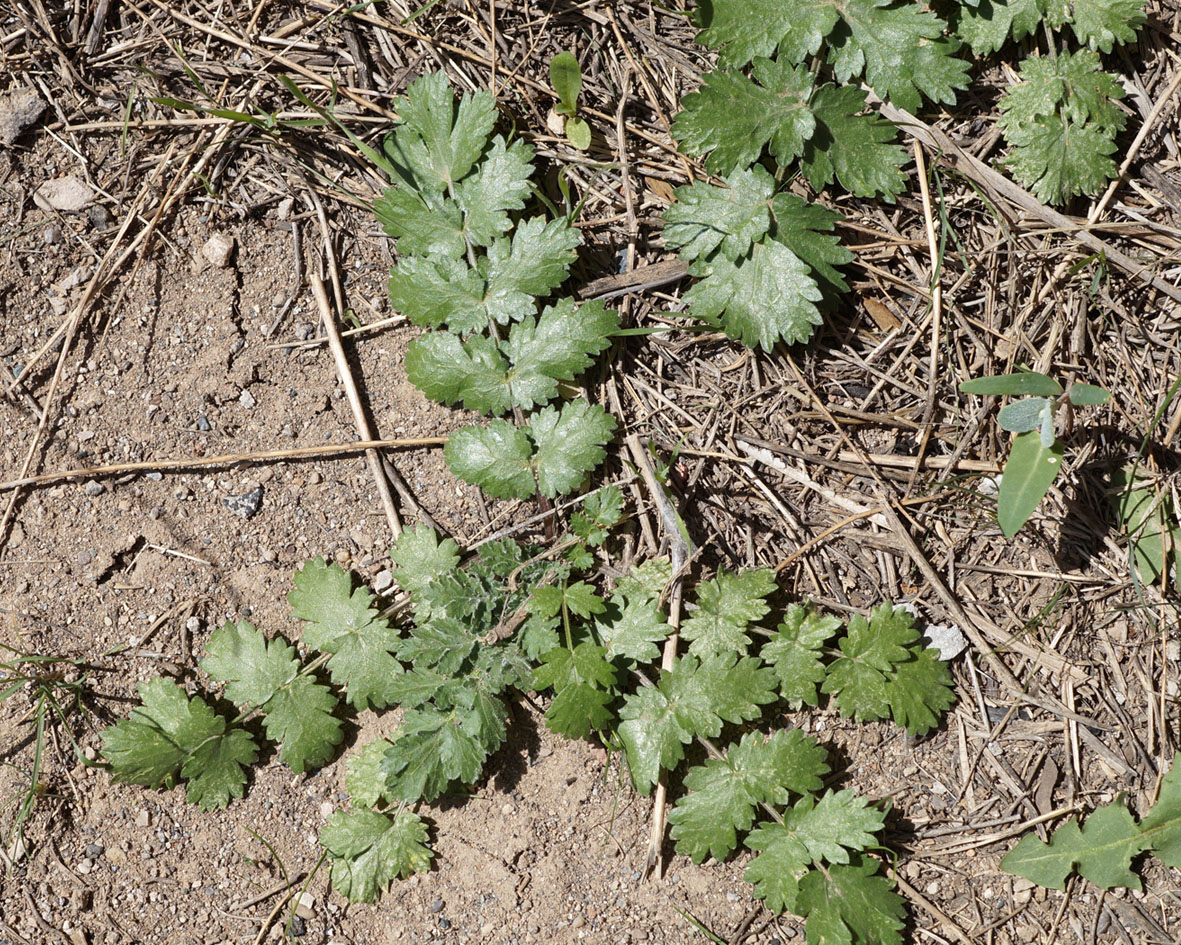 Изображение особи Pimpinella aurea.