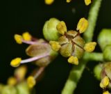 Phellodendron amurense