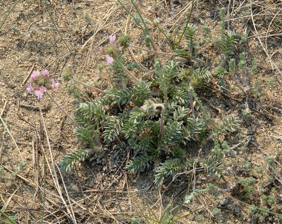 Изображение особи Oxytropis turczaninovii.