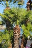 Chamaerops humilis. Части вегетирующих растений. Италия, обл. Кампания, пров. Салерно, г. Амальфи, в культуре. 11 июня 2017 г.