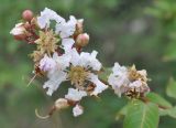 Lagerstroemia indica. Цветки и бутоны. Китай, провинция Гуандун, р-н Шаогуань, геопарк \"Дансия\", лес на вершине горы. 18.10.2017.