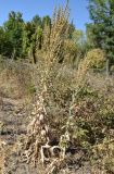 Verbascum songaricum