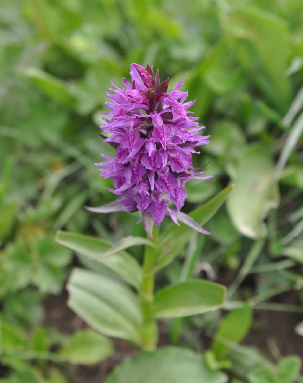 Изображение особи Dactylorhiza euxina.