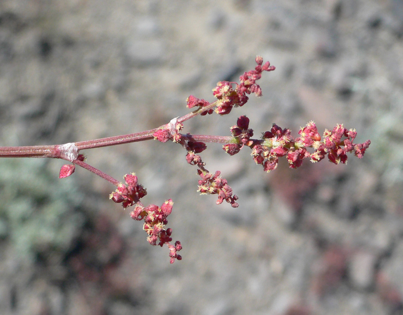 Image of Rumex graminifolius specimen.