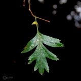 Crataegus stevenii