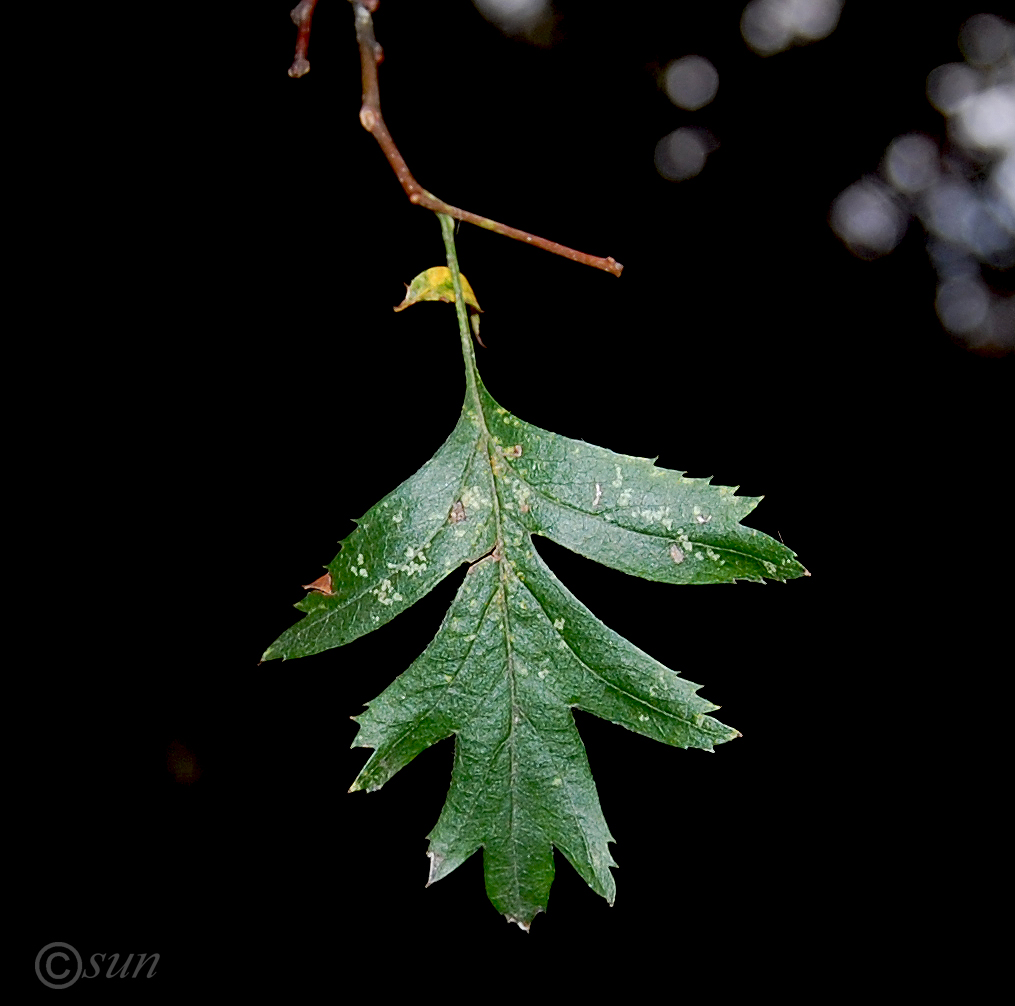 Изображение особи Crataegus stevenii.