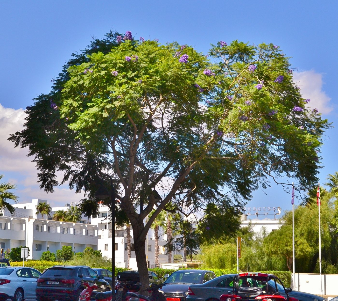 Изображение особи Jacaranda mimosifolia.