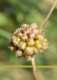 Cuscuta approximata