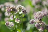 Astrantia major. Верхушки цветущих растений. Кировская обл., г. Киров, Ботанический сад Вятского государственного университета, в культуре. 29.06.2018.