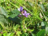 Gentianella auriculata. Цветущее растение. Камчатка, побережье Берингова моря, мыс Цепочка, береговая терраса. 19.07.2018.