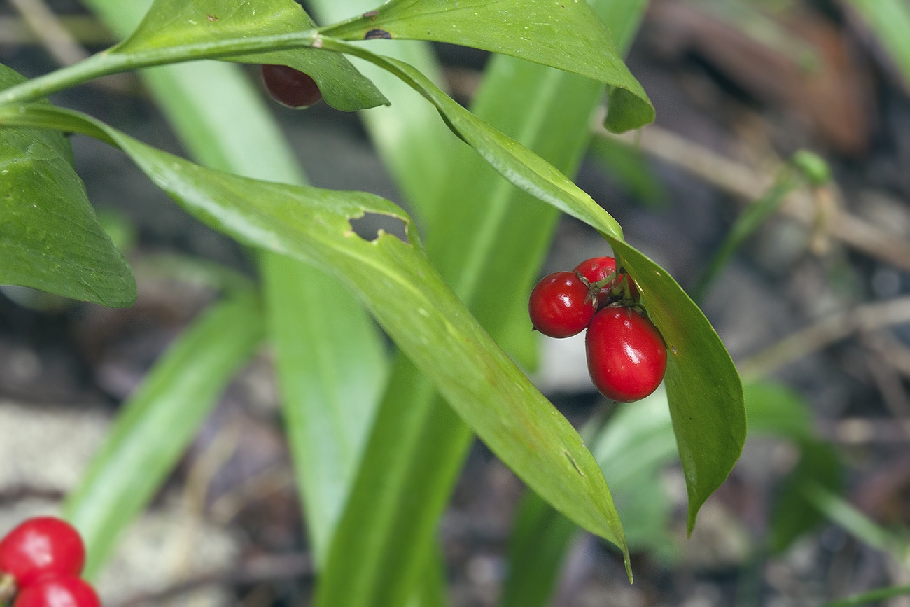 Изображение особи Ruscus colchicus.