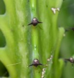 Euphorbia lactea