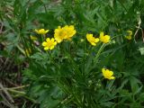 Ranunculus repens