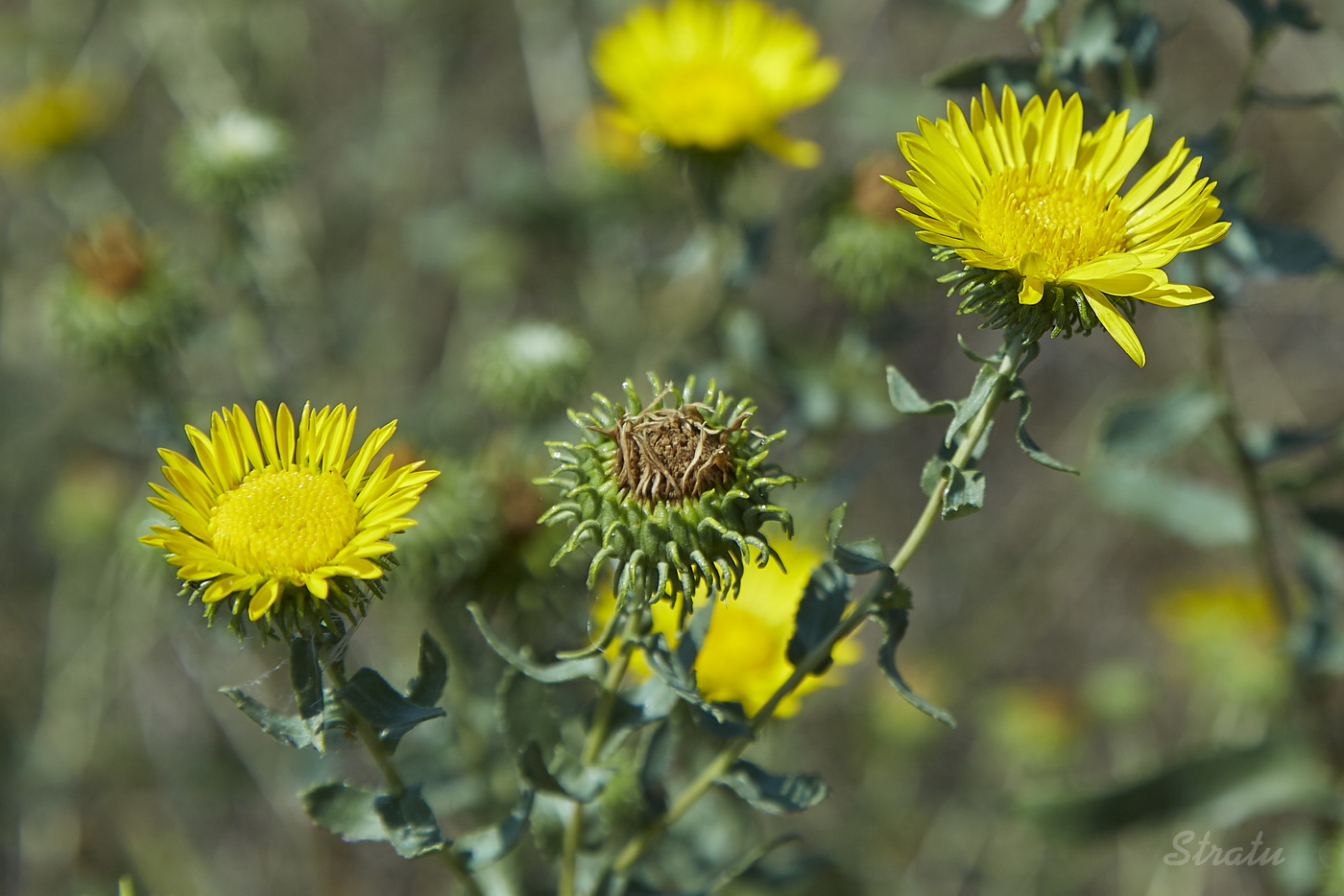 Изображение особи Grindelia squarrosa.