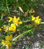 Lotus corniculatus