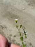 Linum catharticum