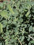 Chenopodium vulvaria. Побеги с соцветиями. Крым, Симферополь, жд вокзал, газон. 30.08.2020.