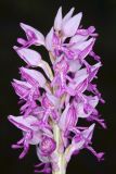 Orchis militaris. Соцветие. Чувашская респ., Мариинско-Посадский р-н, окр. дер. Демешкино, правый берег р. Волга, мшистый карбонатный склон С экспозиции. 10 июня 2020 г.