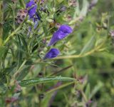 Scutellaria baicalensis. Часть цветущего побега. Москва, Аптекарский огород, в культуре. 03.09.2021.