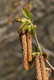 род Corylus