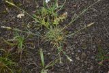 Dianthus cretaceus