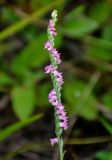 Spiranthes australis. Соцветие. Приморье, Хасанский р-н, п-ов Гамова, бухта Тёплая, приморский луг. 02.08.2021.