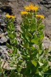 Inula grandiflora. Цветущее растение. Краснодарский край, Адлерский р-н, хр. Аибга, 2200 м н.у.м., обочина горнолыжной трассы. 29.07.2023.