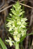 Dactylorhiza ochroleuca