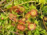 Drosera rotundifolia. Вегетирующее растение на сфагновом мху. Нидерланды, провинция Drenthe, национальный парк Drentsche Aa, заказник Gasterse Duinen, на краю сфагнового болота. 2 сентября 2007 г.