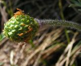 Adonis villosa