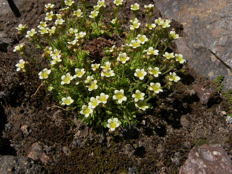 Image of Saxifraga adenophora specimen.