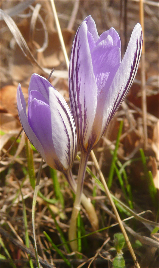 Изображение особи Crocus reticulatus.