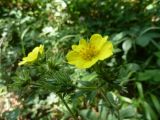 Potentilla obscura