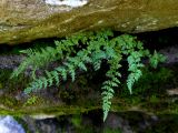 Woodsia pinnatifida. Растение на скале. Иркутская область, г. Нижнеудинск. 01.08.2012.