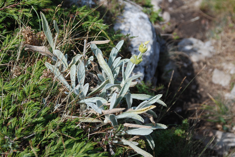 Image of Sideritis catillaris specimen.