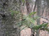 Abies holophylla