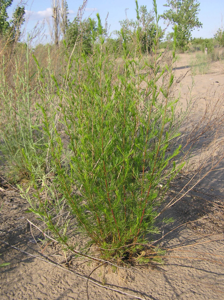 Изображение особи Artemisia campestris.