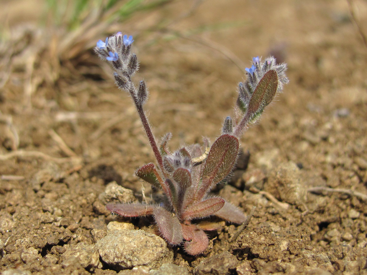 Image of Myosotis micrantha specimen.