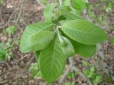 Salix × reichardtii