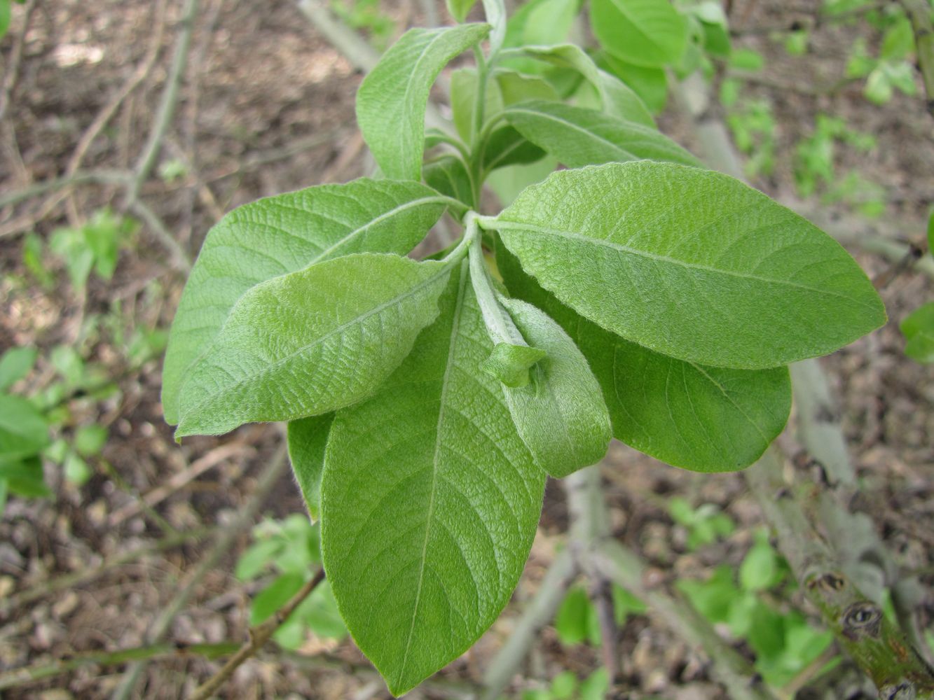 Изображение особи Salix &times; reichardtii.