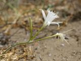 Pancratium maritimum