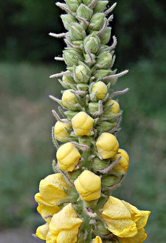 Изображение особи Verbascum ovalifolium.