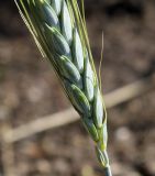 Triticum dicoccum