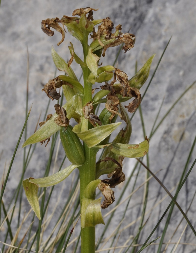 Изображение особи Dactylorhiza sambucina.