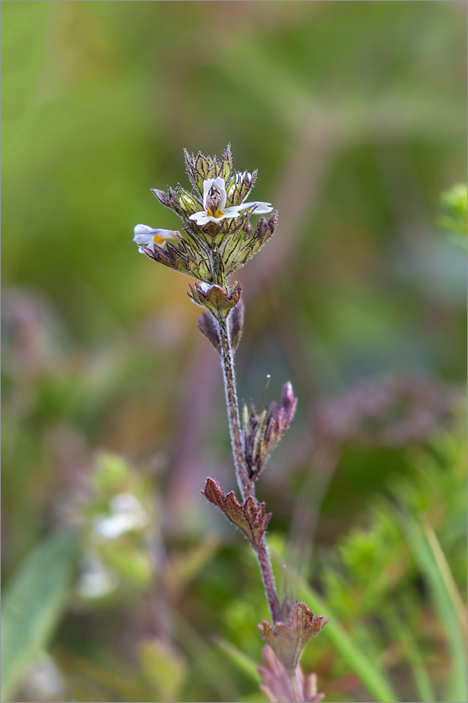 Изображение особи Euphrasia frigida.