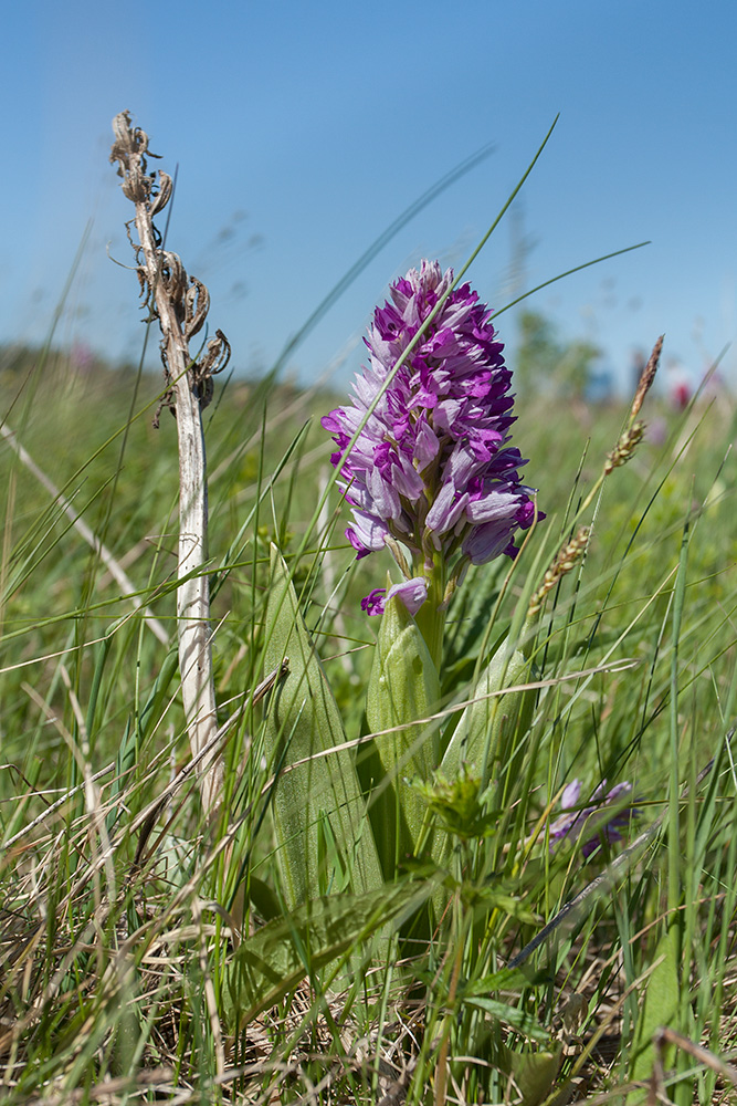 Изображение особи Orchis militaris.