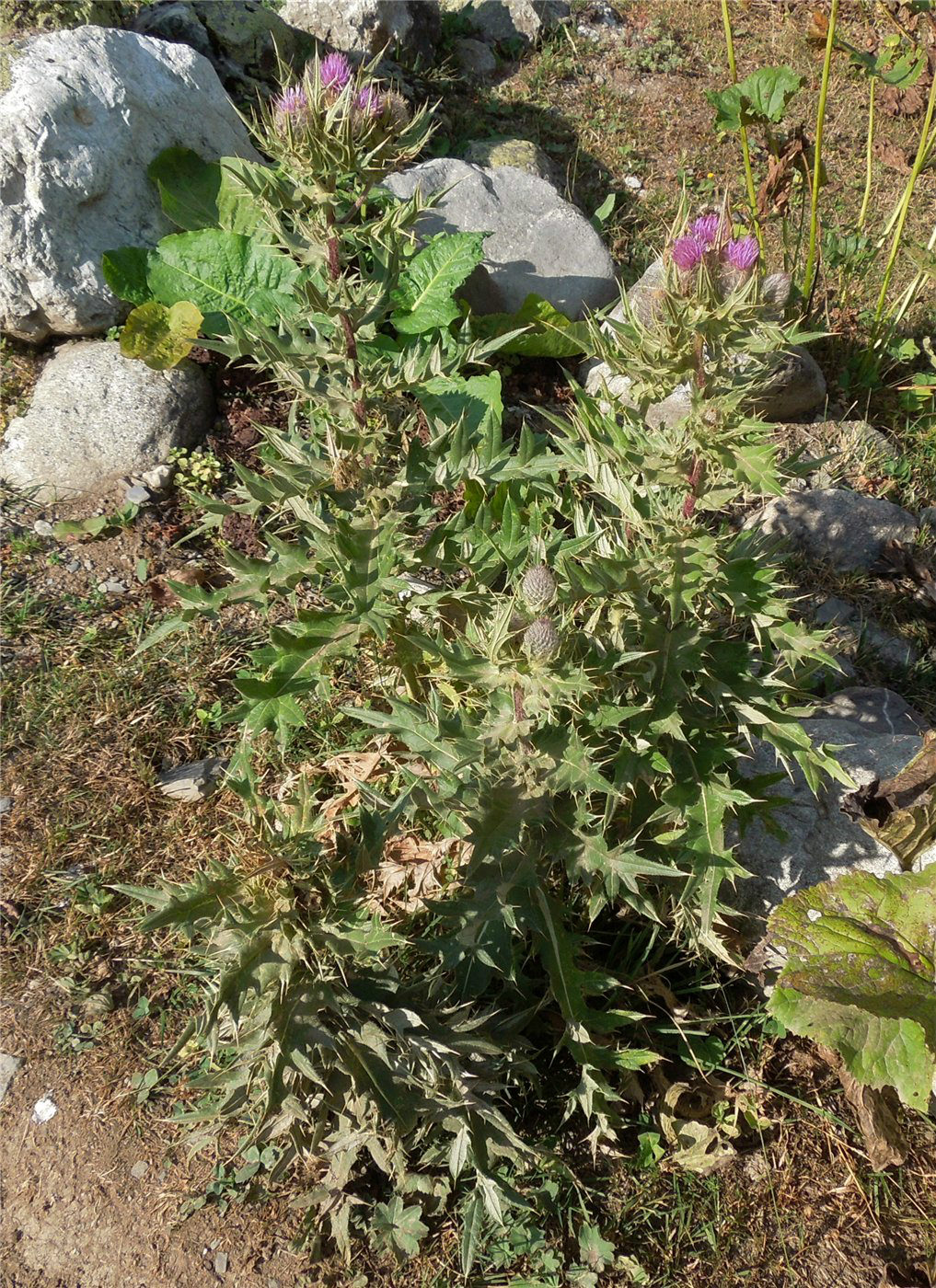 Изображение особи Cirsium pugnax.