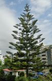 Araucaria heterophylla. Взрослое дерево. Испания, Андалусия, провинция Малага, г. Бенальмадена. Август 2015 г.