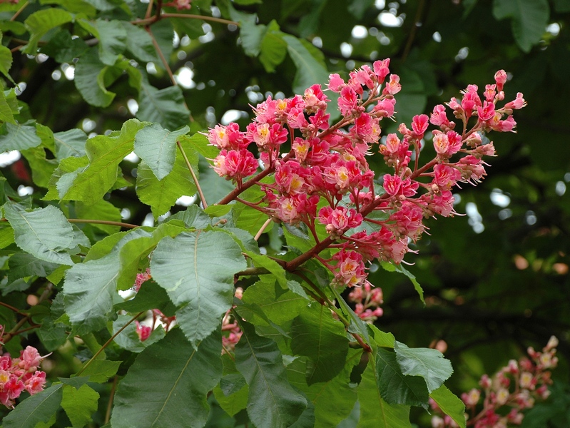 Изображение растения Aesculus carnea.