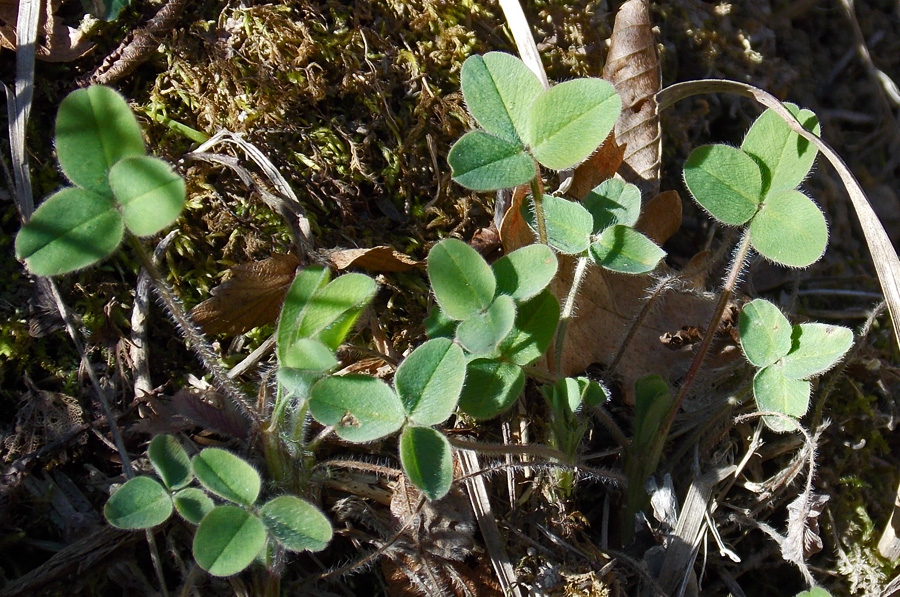 Изображение особи Trifolium caucasicum.